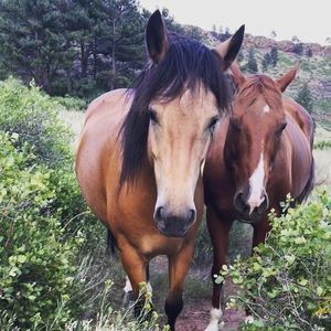 Meet your Posher, Lia